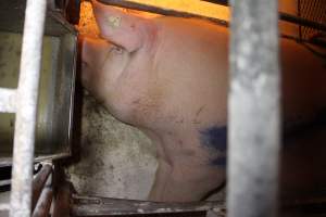 Sow pressed against front of crate - Australian pig farming - Captured at Corowa Piggery & Abattoir, Redlands NSW Australia.