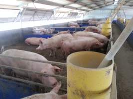 Grower/finisher pigs - Australian pig farming - Captured at Selko Piggery, Narrandera NSW Australia.