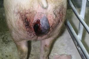 Sow with prolapse - Australian pig farming - Captured at Corowa Piggery & Abattoir, Redlands NSW Australia.