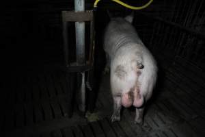 Boar in breeding shed - Australian pig farming - Captured at CEFN Breeding Unit #2, Leyburn QLD Australia.