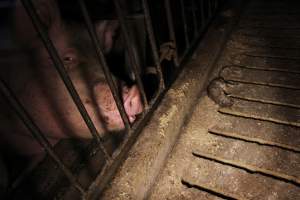 Dead rate in aisle of sow stalls - Australian pig farming - Captured at CEFN Breeding Unit #2, Leyburn QLD Australia.