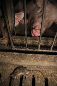 Dead rate in aisle of sow stalls - Australian pig farming - Captured at CEFN Breeding Unit #2, Leyburn QLD Australia.
