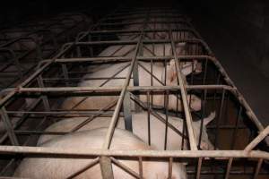 Sow stalls at Culcairn Piggery NSW - Australian pig farming - Captured at Culcairn Piggery, Culcairn NSW Australia.