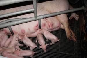 Sow with bloody, cut-up teats - Australian pig farming - Captured at Selko Piggery, Narrandera NSW Australia.
