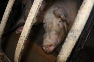 Sow in sow stall - Australian pig farming - Captured at Culcairn Piggery, Culcairn NSW Australia.