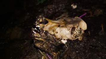 Skull on dead pile - Australian pig farming - Captured at Yelmah Piggery, Magdala SA Australia.