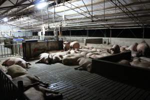 Group sow housing - Australian pig farming - Captured at Wasleys Tailem Bend Piggery, Tailem Bend SA Australia.