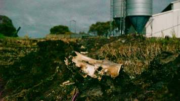 Skull on dead pile, shed in background - Australian pig farming - Captured at Yelmah Piggery, Magdala SA Australia.