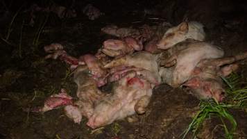 Dead pile outside - Australian pig farming - Captured at Yelmah Piggery, Magdala SA Australia.