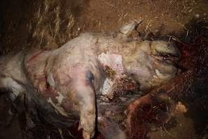Dead sow outside - Australian pig farming - Captured at Yelmah Piggery, Magdala SA Australia.