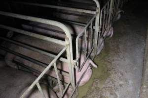 Sows in sow stalls living in thick excrement - Australian pig farming - Captured at Deni Piggery, Deniliquin NSW Australia.