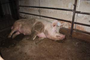 Boar - Australian pig farming - Captured at Finniss Park Piggery, Mannum SA Australia.