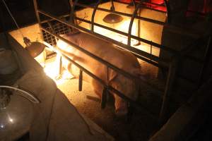 Farrowing crates at Korunye Park Piggery SA - Australian pig farming - Captured at Korunye Park Piggery, Korunye SA Australia.