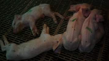 Sick weaner piglet - Australian pig farming - Captured at Yelmah Piggery, Magdala SA Australia.