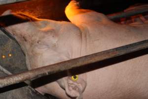 Sow lying on feed tray - Australian pig farming - Captured at Wasleys Piggery, Pinkerton Plains SA Australia.