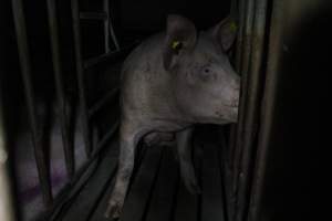 Sow stalls at Wasleys Piggery SA - Australian pig farming - Captured at Wasleys Piggery, Pinkerton Plains SA Australia.