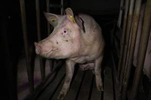 Sow stalls at Wasleys Piggery SA - Australian pig farming - Captured at Wasleys Piggery, Pinkerton Plains SA Australia.