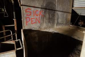 Sick pen - Australian pig farming - Captured at Yelmah Piggery, Magdala SA Australia.