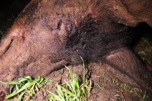 Dead pig with bullet hole in head - Australian pig farming - Captured at Yelmah Piggery, Magdala SA Australia.