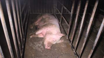 Boar in boar stall - Australian pig farming - Captured at Yelmah Piggery, Magdala SA Australia.