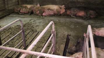 Sows living in excrement in group housing - Large gap in floorboards - Captured at Yelmah Piggery, Magdala SA Australia.
