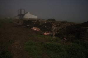 Pile of dead pigs outside - Shed in background - Captured at Yelmah Piggery, Magdala SA Australia.