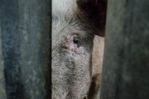 Pig at saleyard - Captured at VIC.