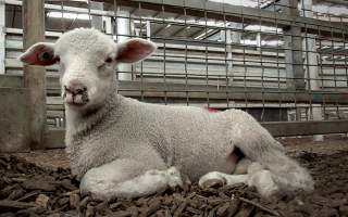 Lamb at Saleyards - Captured at VIC.