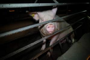 Sow in farrowing crate