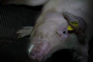 Sow at pig farm