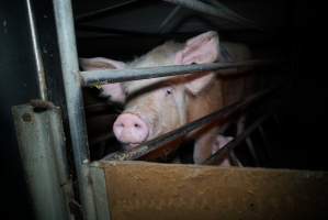 Sow at pig farm