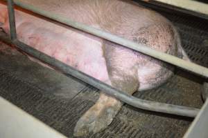 Sow in farrowing crates - Captured at Ludale Piggery, Reeves Plains SA Australia.
