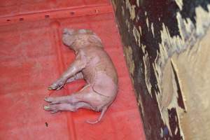 Dying piglet - Captured at Lindham Piggery, Wild Horse Plains SA Australia.