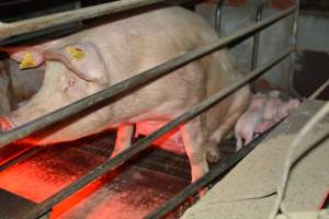 Farrowing crates - Captured at Unknown piggery, Woods Point SA Australia.