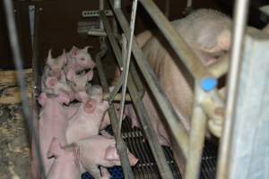 Farrowing crates - Captured at SA.