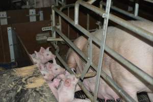 Farrowing crates - Captured at SA.