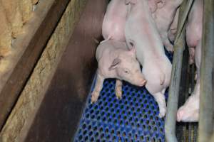 Farrowing crates - Captured at SA.