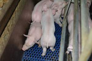 Farrowing crates - Captured at SA.