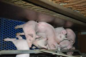 Farrowing crates - Captured at SA.