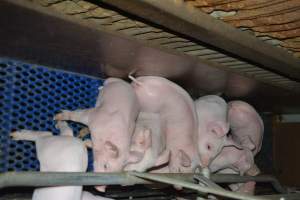 Farrowing crates - Captured at SA.