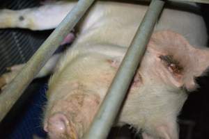 Sow in farrowing crates - Captured at SA.