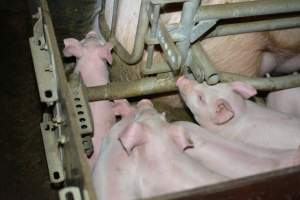 Farrowing crates - Captured at SA.