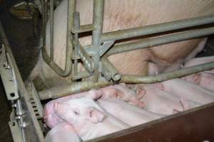 Farrowing crates - Captured at SA.