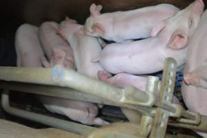 Farrowing crates - Captured at SA.