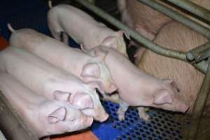 Farrowing crates - Captured at SA.