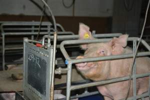 Sow in farrowing crates - Captured at SA.