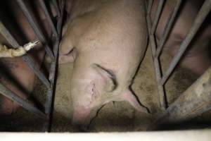 Sow stalls - Australian pig farming - Captured at Poltalloch Piggery, Poltalloch SA Australia.