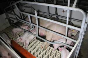 Farrowing crates - Roseworthy Piggery is a research facility belonging to the University of Adelaideâ€™s Roseworthy Campus. - Captured at Roseworthy Piggery, Wasleys SA Australia.
