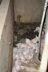 Piglets in farrowing crate - Captured at Ludale Piggery, Reeves Plains SA Australia.
