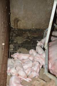 Piglets in farrowing crate - Captured at Ludale Piggery, Reeves Plains SA Australia.